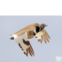 گونه زنگوله‌ بال Little Bustard